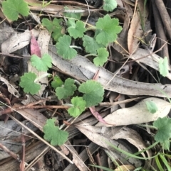 Hydrocotyle laxiflora at Belconnen, ACT - 5 Oct 2021 06:11 PM