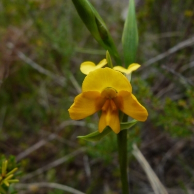 Diuris aequalis (Buttercup Doubletail) at Boro, NSW - 3 Oct 2021 by Paul4K