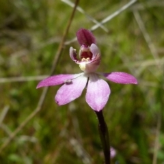 Caladenia mentiens (Cryptic Pink-fingers) at Boro, NSW - 4 Oct 2021 by Paul4K