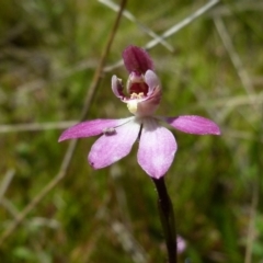 Caladenia mentiens (Cryptic Pink-fingers) at Boro - 3 Oct 2021 by Paul4K