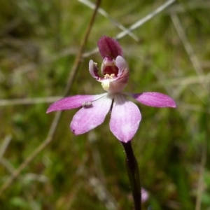 Caladenia mentiens at Boro, NSW - 4 Oct 2021