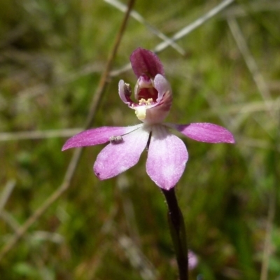 Caladenia mentiens (Cryptic Pink-fingers) at Boro, NSW - 3 Oct 2021 by Paul4K