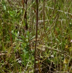 Caladenia mentiens at Boro, NSW - 4 Oct 2021