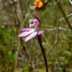 Caladenia mentiens at Boro, NSW - 4 Oct 2021