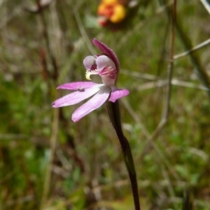 Caladenia mentiens at Boro, NSW - 4 Oct 2021