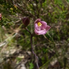 Thelymitra carnea (Tiny Sun Orchid) at Boro - 3 Oct 2021 by Paul4K