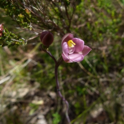 Thelymitra carnea (Tiny Sun Orchid) at Boro, NSW - 4 Oct 2021 by Paul4K