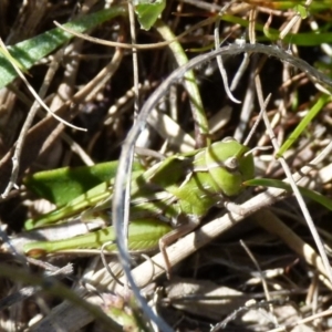 Perala viridis at suppressed - 4 Oct 2021