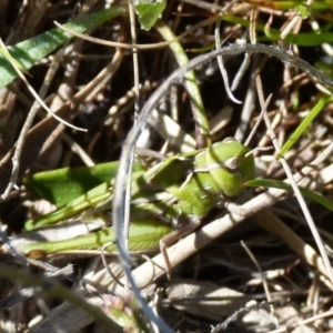 Perala viridis at Boro, NSW - 4 Oct 2021