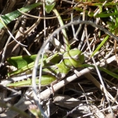 Perala viridis at Boro, NSW - 4 Oct 2021