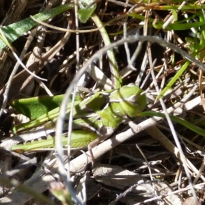 Perala viridis at Boro, NSW - 4 Oct 2021