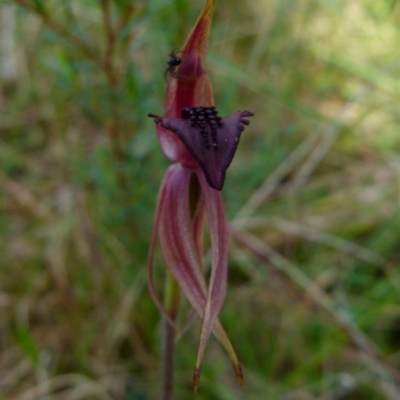 Caladenia tessellata (Thick-lip Spider Orchid) at Boro - 4 Oct 2021 by Paul4K