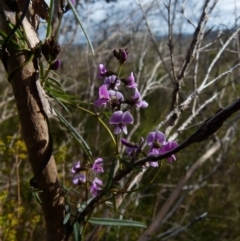 Glycine clandestina (Twining Glycine) at Boro - 4 Oct 2021 by Paul4K