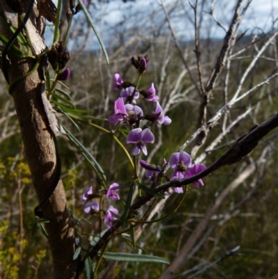 Glycine clandestina (Twining Glycine) at Boro, NSW - 4 Oct 2021 by Paul4K