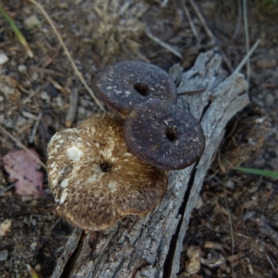 Lentinus arcularius (Fringed Polypore) at Boro, NSW - 4 Oct 2021 by Paul4K