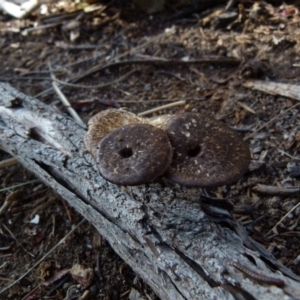 Polyporus arcularius at suppressed - 5 Oct 2021