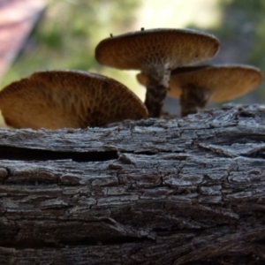 Lentinus arcularius at Boro, NSW - suppressed