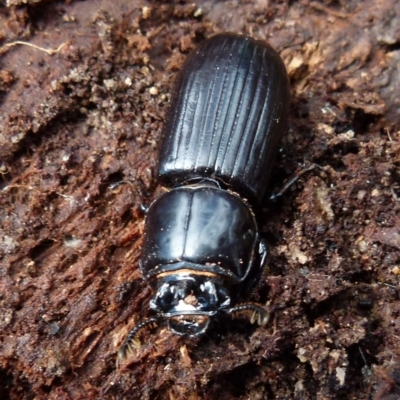 Aulacocyclus edentulus (Passalid beetle) at QPRC LGA - 4 Oct 2021 by Paul4K
