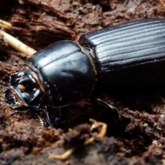 Aulacocyclus edentulus at Mayfield, NSW - 5 Oct 2021