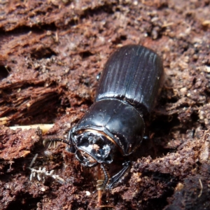 Aulacocyclus edentulus at Mayfield, NSW - 5 Oct 2021