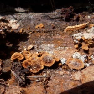 Coltriciella dependens at Boro, NSW - suppressed