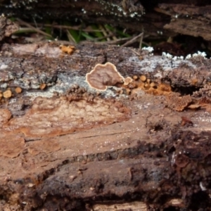 Coltriciella dependens at Boro, NSW - suppressed