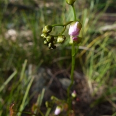 Drosera auriculata (Tall Sundew) at Boro, NSW - 6 Oct 2021 by Paul4K