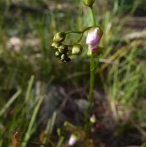 Drosera auriculata at Boro, NSW - 6 Oct 2021