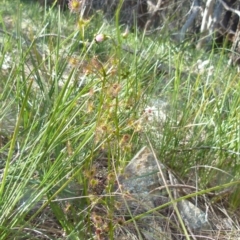 Drosera auriculata at Boro, NSW - 6 Oct 2021