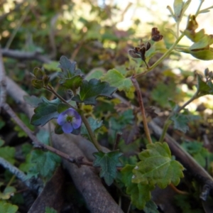 Veronica plebeia at Boro, NSW - 6 Oct 2021