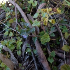 Veronica plebeia at Boro, NSW - 6 Oct 2021