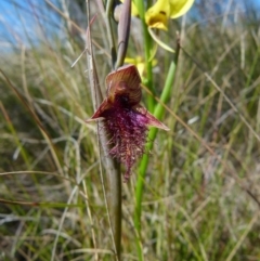 Calochilus platychilus (Purple Beard Orchid) at Boro - 5 Oct 2021 by Paul4K