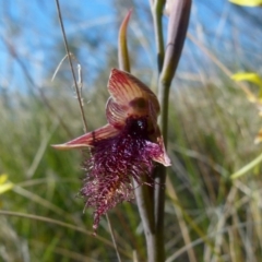 Calochilus platychilus at Boro, NSW - 6 Oct 2021