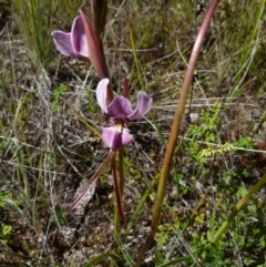 Diuris punctata (Purple Donkey Orchid) by Paul4K