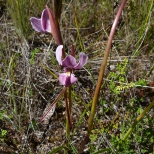 Diuris punctata at suppressed - 6 Oct 2021