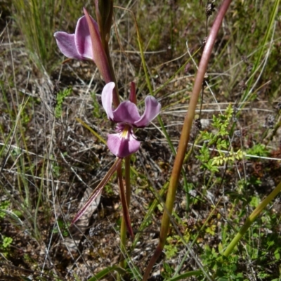 Diuris punctata (Purple Donkey Orchid) by Paul4K