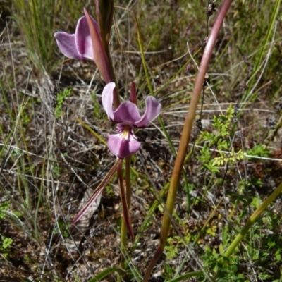 Diuris punctata var. punctata (Purple Donkey Orchid) at Boro, NSW - 5 Oct 2021 by Paul4K