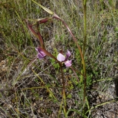 Diuris punctata at suppressed - 6 Oct 2021