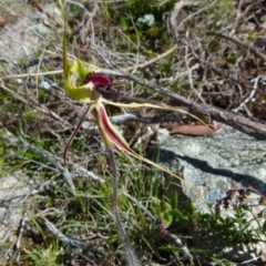 Caladenia parva (Brown-clubbed Spider Orchid) at Boro - 6 Oct 2021 by Paul4K