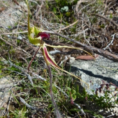 Caladenia parva (Brown-clubbed Spider Orchid) at Boro, NSW - 6 Oct 2021 by Paul4K