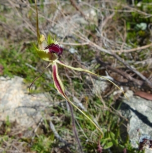 Caladenia parva at Boro, NSW - suppressed