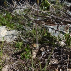 Caladenia parva at Boro, NSW - suppressed