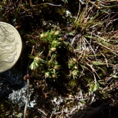 Hyalosperma demissum (Moss Sunray) at Borough, NSW - 6 Oct 2021 by Paul4K