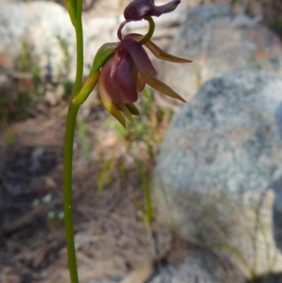 Caleana major (Large Duck Orchid) at Boro, NSW - 6 Oct 2021 by Paul4K