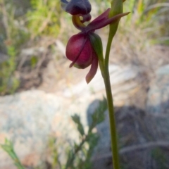 Caleana major at Boro, NSW - 6 Oct 2021