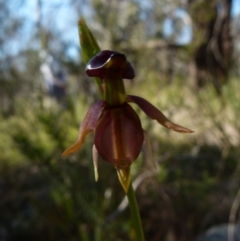 Caleana major at Boro, NSW - 6 Oct 2021