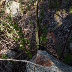 Caleana major at Boro, NSW - suppressed