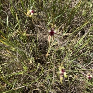 Caladenia atrovespa at Molonglo Valley, ACT - 7 Oct 2021