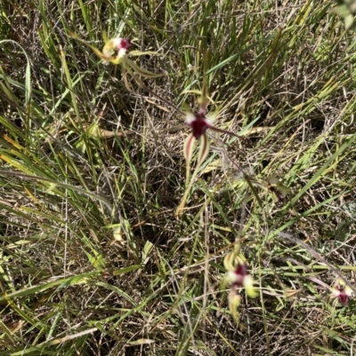 Caladenia atrovespa (Green-comb Spider Orchid) at Black Mountain - 7 Oct 2021 by Jenny54