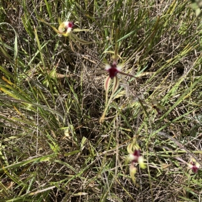 Caladenia atrovespa (Green-comb Spider Orchid) at Molonglo Valley, ACT - 7 Oct 2021 by Jenny54